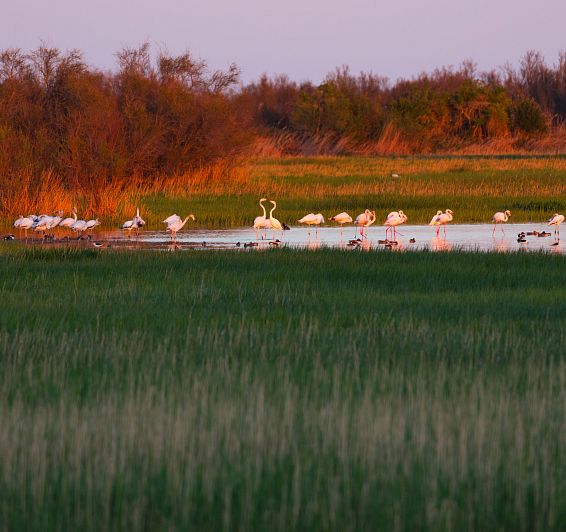 Parc Naturel des Aiguamolls de l'Empordà