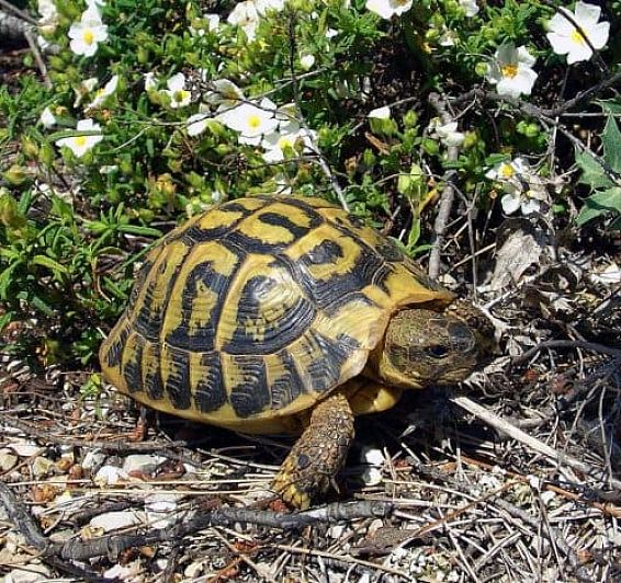 Centre d'Élevage de Tortues d'Albera