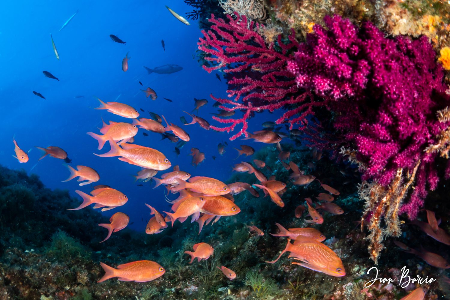Diver among red sea fans in Cap de Creus, Cala Montjoi | © Joan Barcia