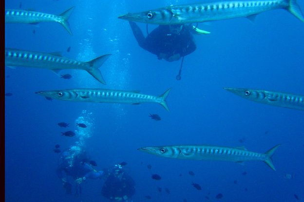 buceadores curso submarinismo