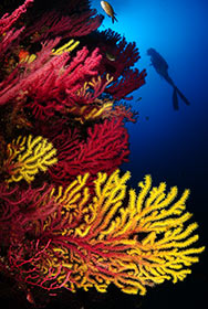 buceo-submarinismo-cala-montjoi-costa-brava-