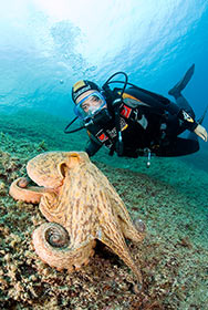 buceo-submarinismo-cala-montjoi-costa-brava-