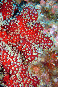 buceo-submarinismo-cala-montjoi-costa-brava-