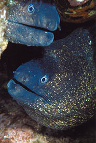 buceo-submarinismo-cala-montjoi-costa-brava-