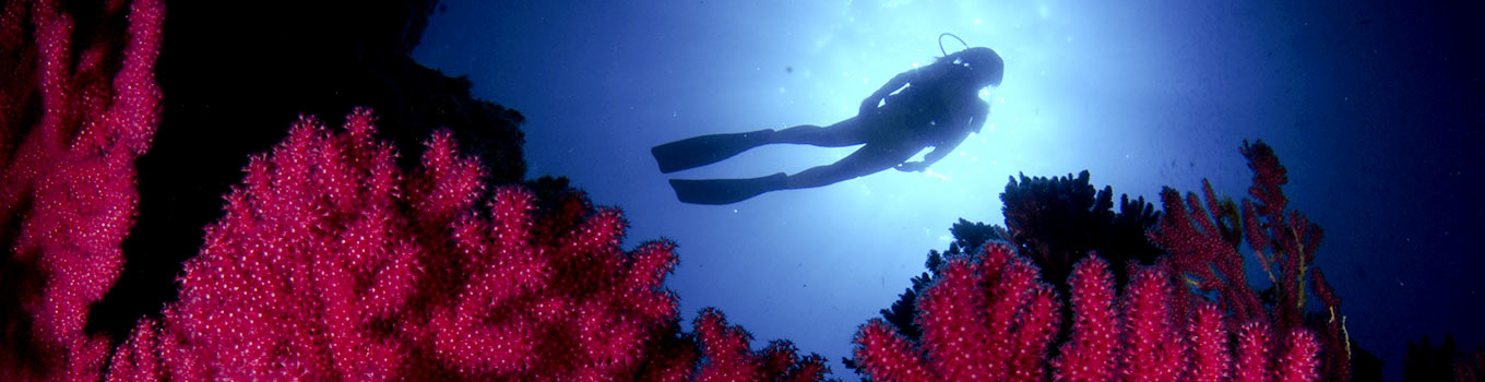 cala-montjoi-submarinismo-buceo-costa-brava