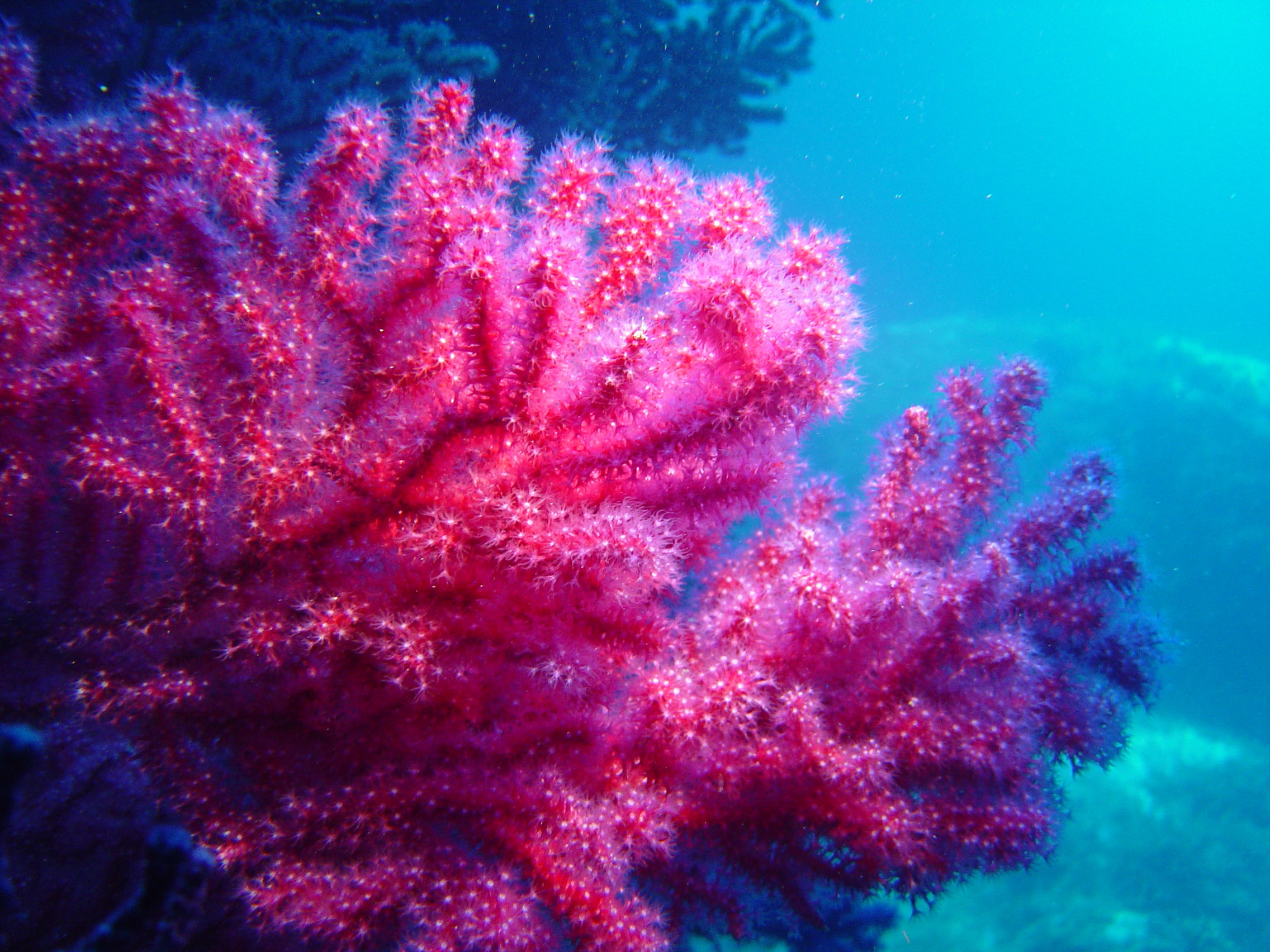 gorgonias Centro Submarinismo Cala Montjoi Cap de Creus