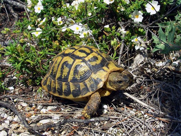 Turtle Breeding Center Natural Park Albera