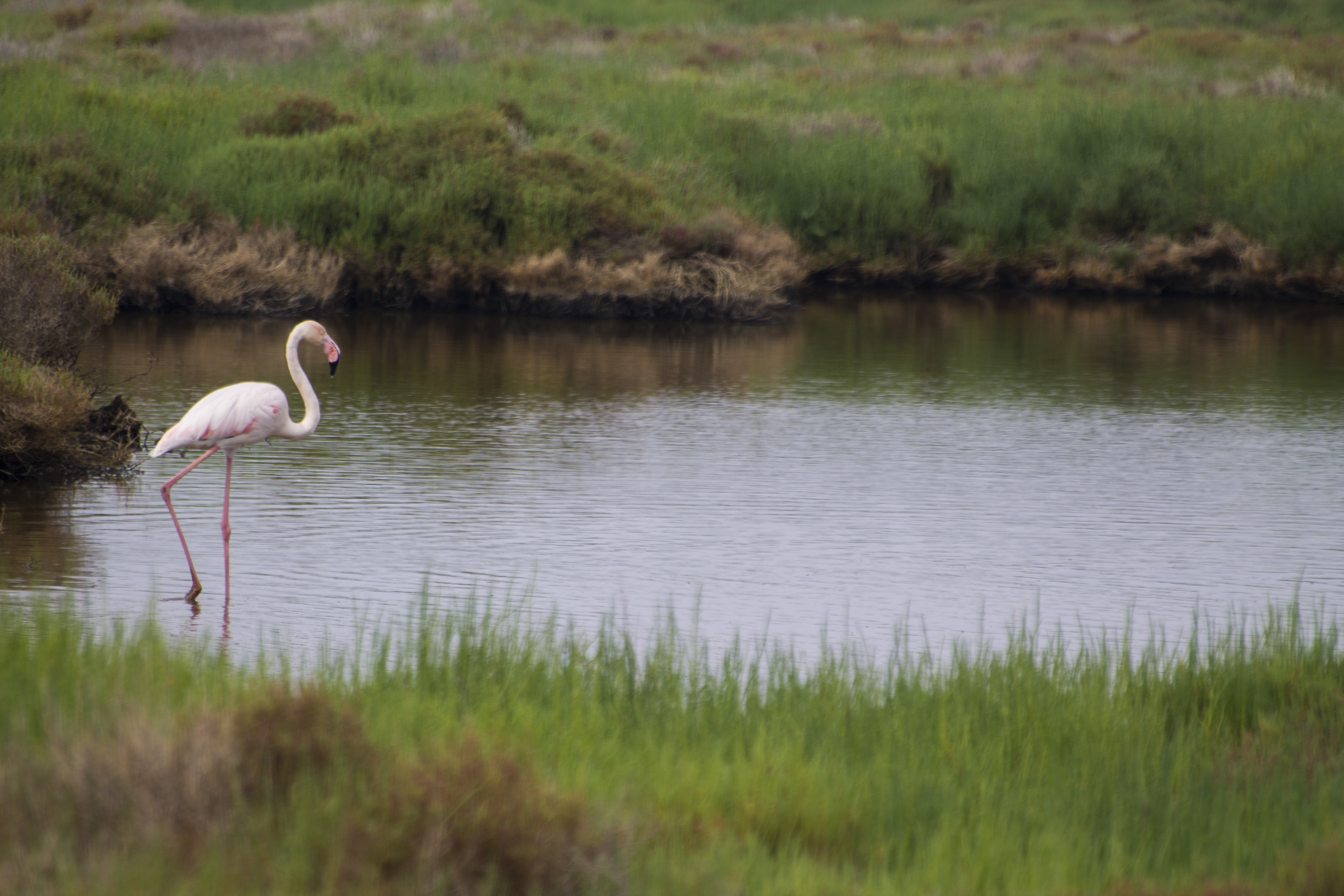 Parc Naturel des Aiguamolls de l'Empordà