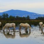 Aiguamolls emporda Aiguamolls emporda